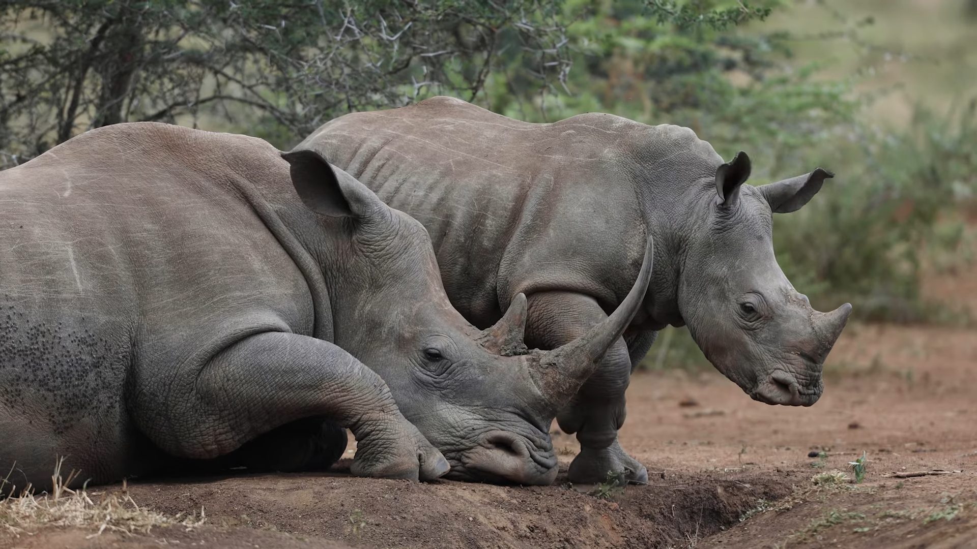 Saving Our Rhino